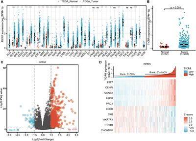 Increased Expression of TICRR Predicts Poor Clinical Outcomes: A Potential Therapeutic Target for Papillary Renal Cell Carcinoma